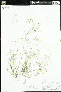 Callitriche palustris image