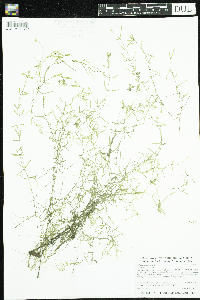 Callitriche palustris image