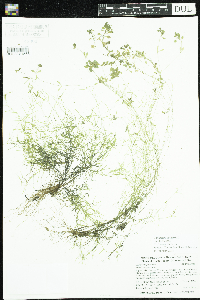 Callitriche palustris image