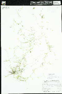 Callitriche palustris image