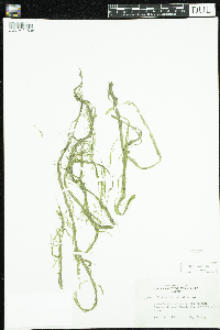 Callitriche palustris image