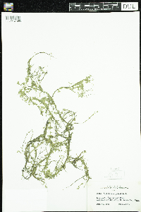 Callitriche palustris image