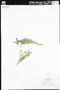 Callitriche palustris image