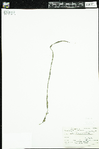 Callitriche palustris image