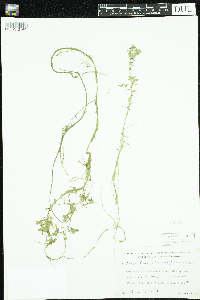 Callitriche palustris image