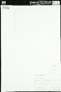 Media resource of Callitriche palustris