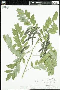 Media resource of Senna hebecarpa