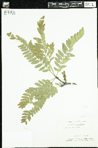 Gleditsia triacanthos image