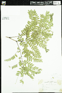 Gleditsia triacanthos image
