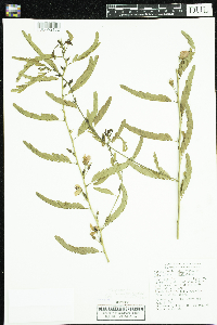Chamaecrista fasciculata image