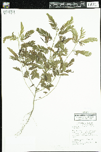 Chamaecrista fasciculata image