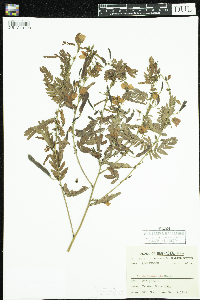 Chamaecrista fasciculata image