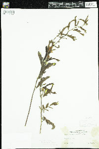 Chamaecrista fasciculata image