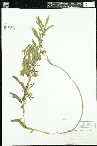 Chamaecrista fasciculata image