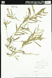 Chamaecrista fasciculata image