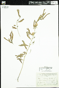 Chamaecrista fasciculata image