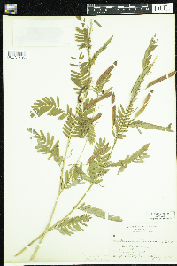 Chamaecrista fasciculata image