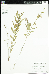 Chamaecrista fasciculata image