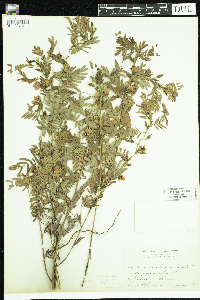 Chamaecrista fasciculata image