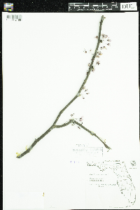 Cercis canadensis image