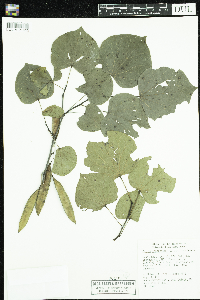 Cercis canadensis image