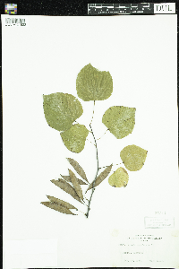 Cercis canadensis image
