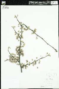 Cercis canadensis image