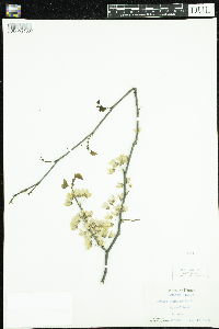 Cercis canadensis image