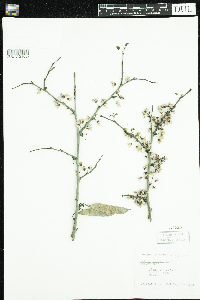 Cercis canadensis image