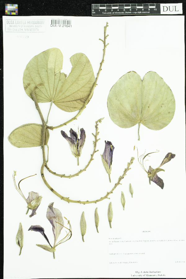 Bauhinia variegata image