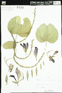 Media resource of Bauhinia variegata