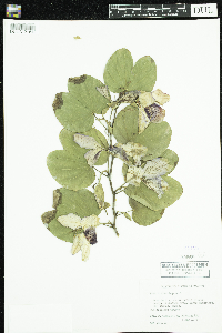 Bauhinia variegata image