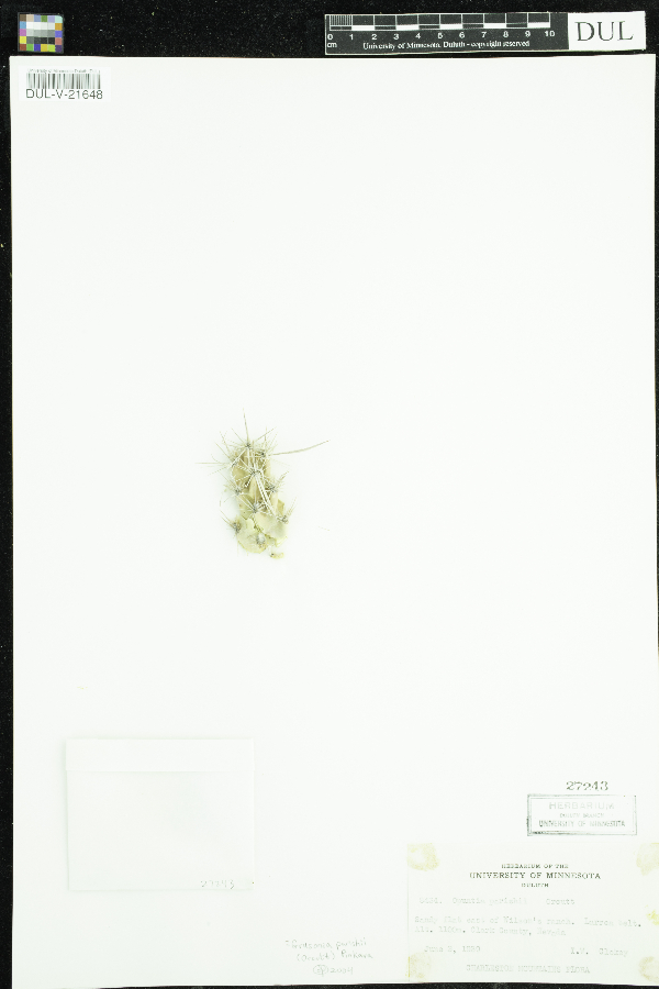 Grusonia parishii image