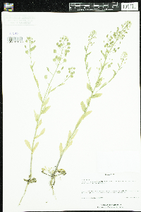 Thlaspi arvense image