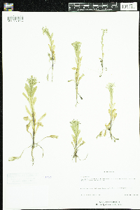 Thlaspi arvense image