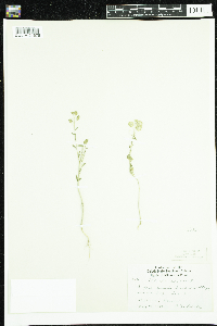 Thlaspi arvense image