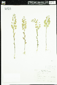Thlaspi arvense image