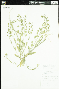 Thlaspi arvense image