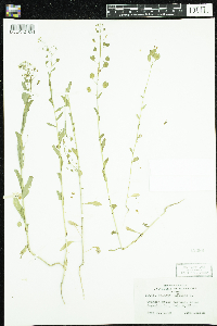 Thlaspi arvense image