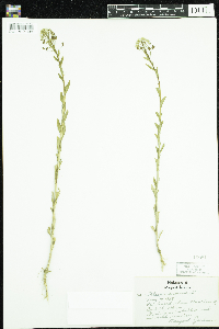 Thlaspi arvense image