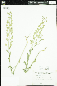 Thlaspi arvense image