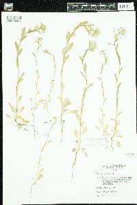 Thlaspi arvense image
