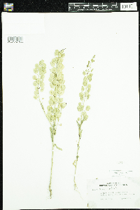 Thlaspi arvense image