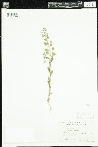 Thlaspi arvense image