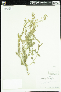 Thlaspi arvense image