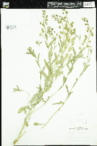 Thlaspi arvense image
