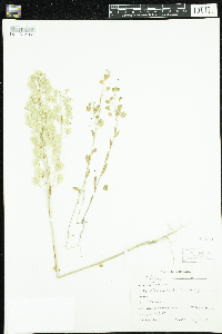 Thlaspi arvense image