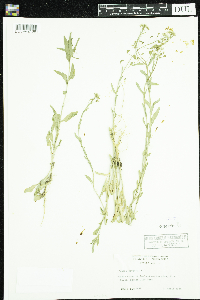 Thlaspi arvense image