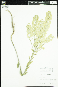 Thlaspi arvense image
