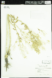 Thlaspi arvense image